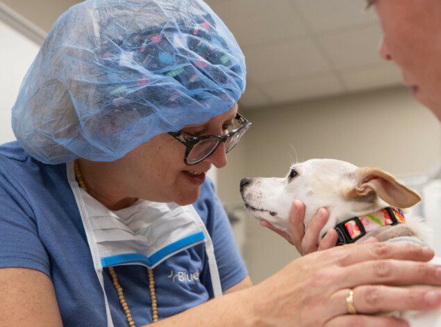 A veterinary surgeon examines a dog