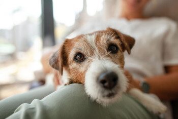 A senior terrier dog lays across its owners lap.