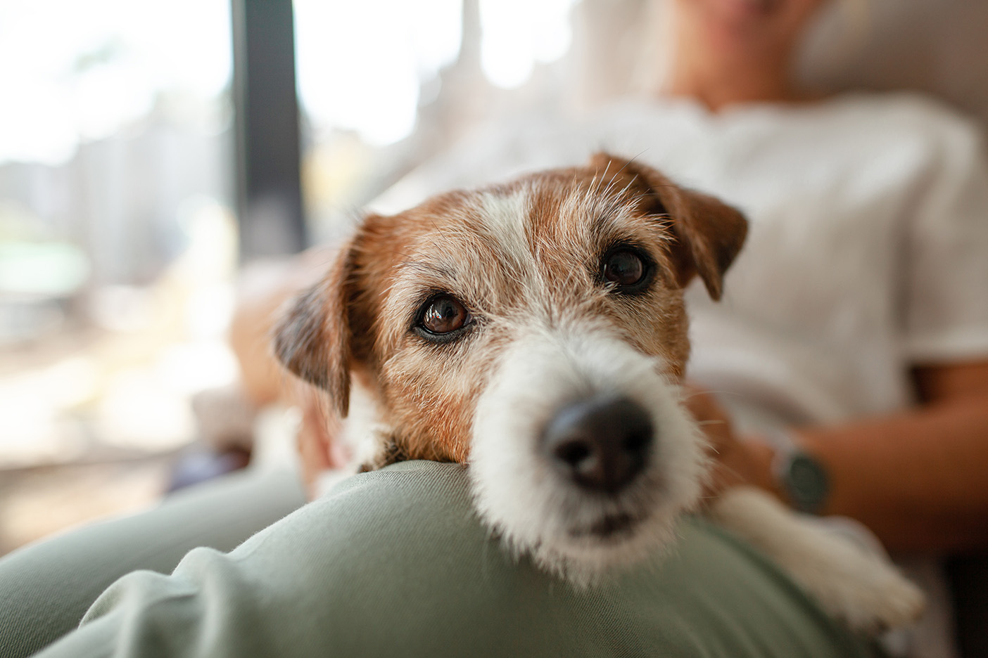A senior terrier dog lays across its owners lap.