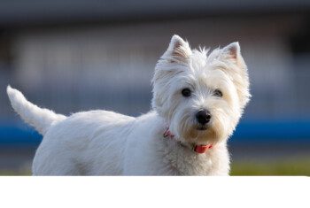 A small white dog looks into the camera