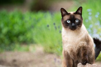 A blue point Siamese cat sits on a path surrounded by grass.