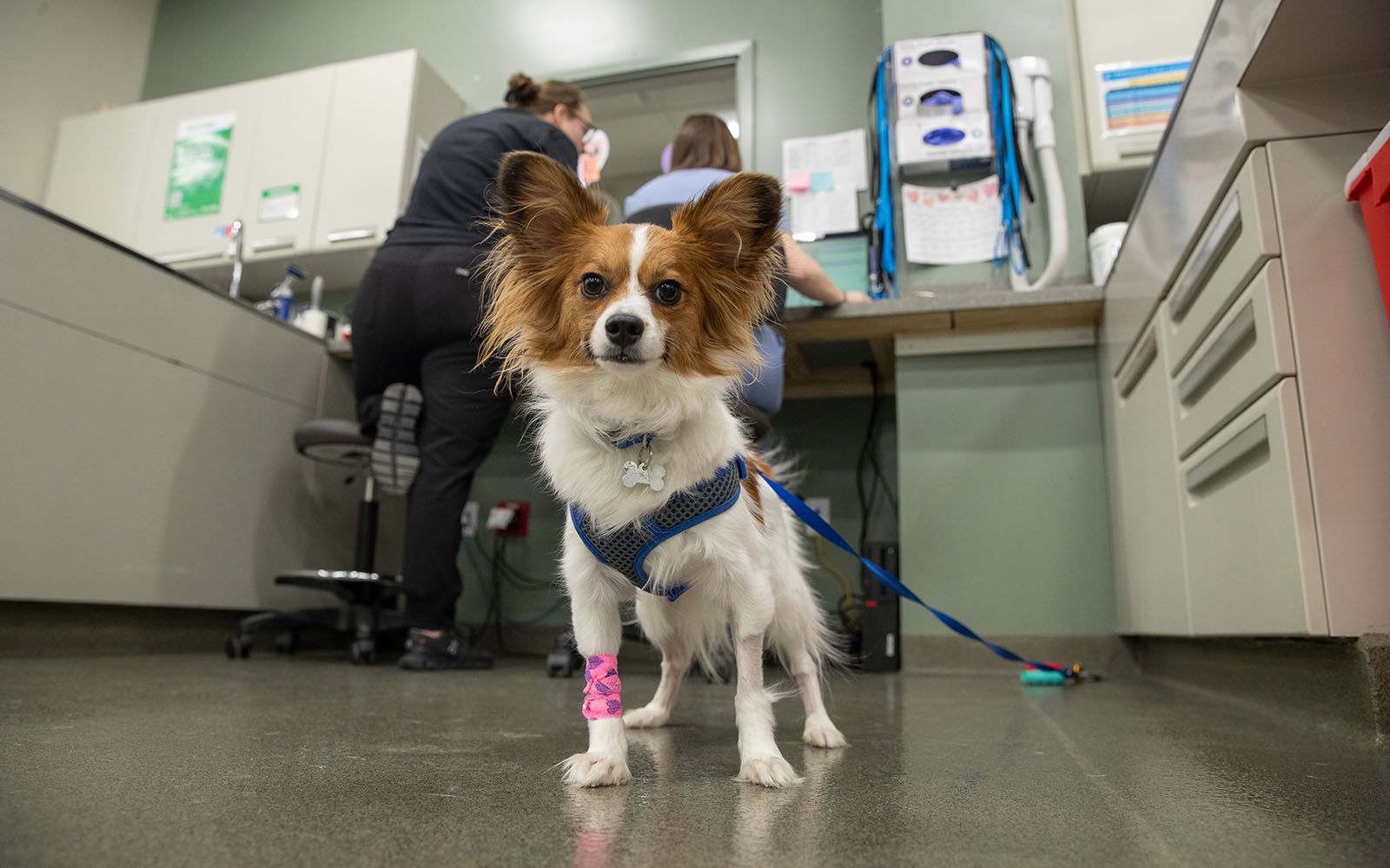 A small brown and white canine patient wearing a bright pink cast stands on the floor of the hospital.