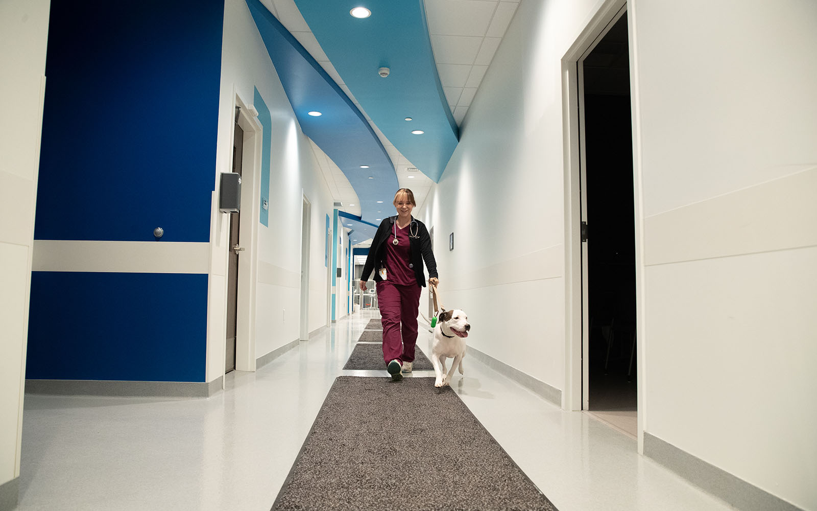An Associate walks through the hallway of the hospital led by an eager white and brown dog.