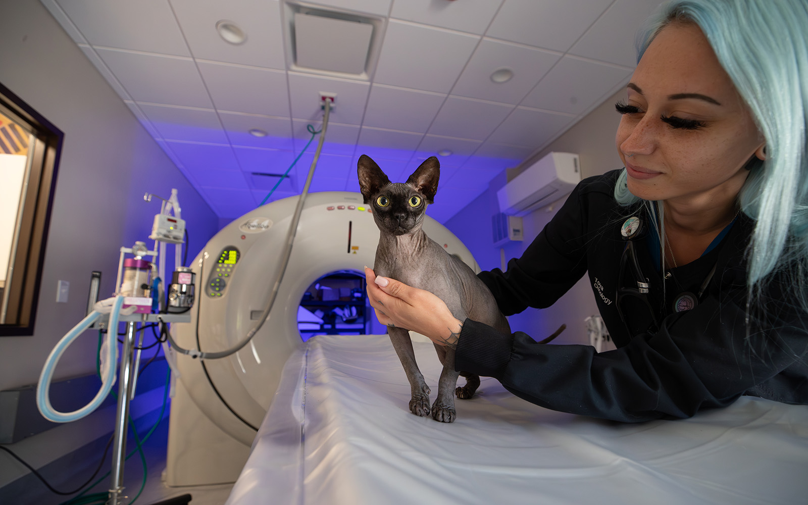 An Associate holds a sphynx cat while prepping the patient for a CT scan.