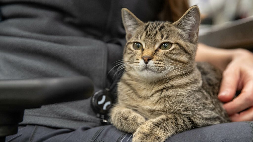A tabby cat relaxes in the lap of a human