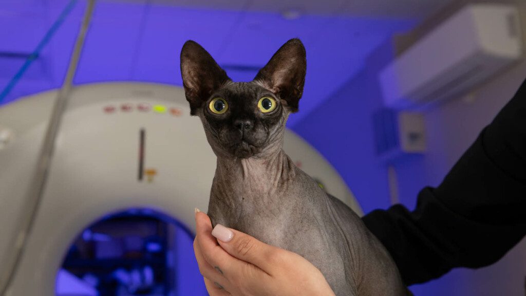A sphynx cat in the arms of a human