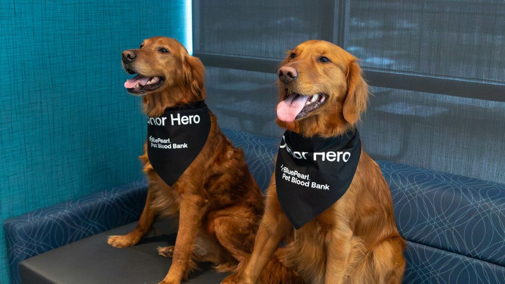 Two golden retriever dogs wearing bandanas that say "Donor Hero. BluePearl Pet Blood Bank."
