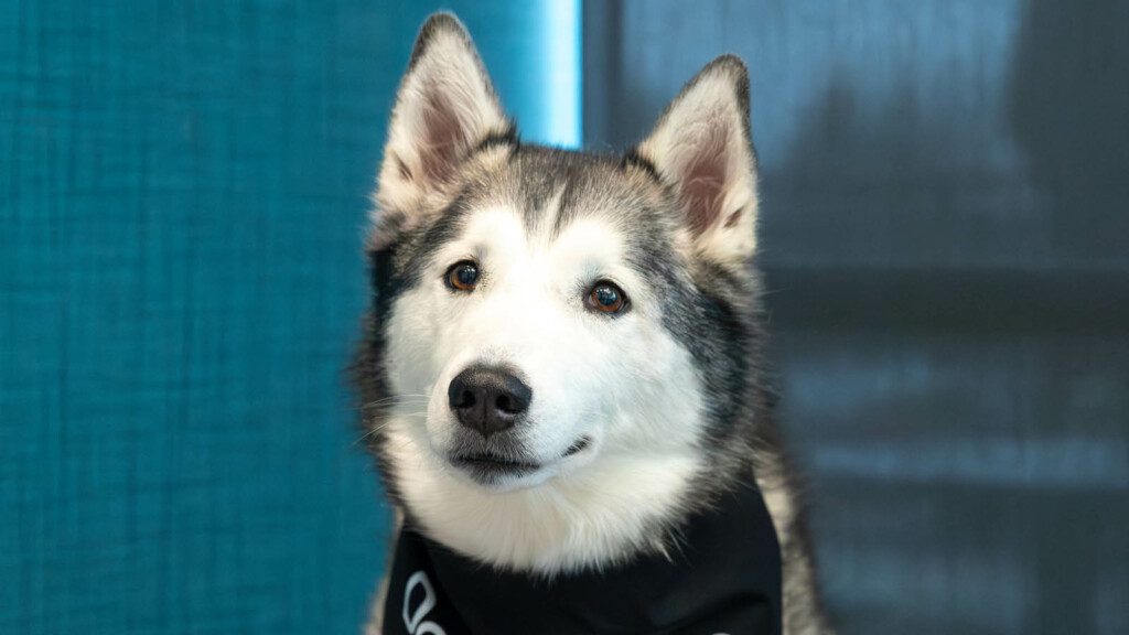 A husky dog wearing a bandana.