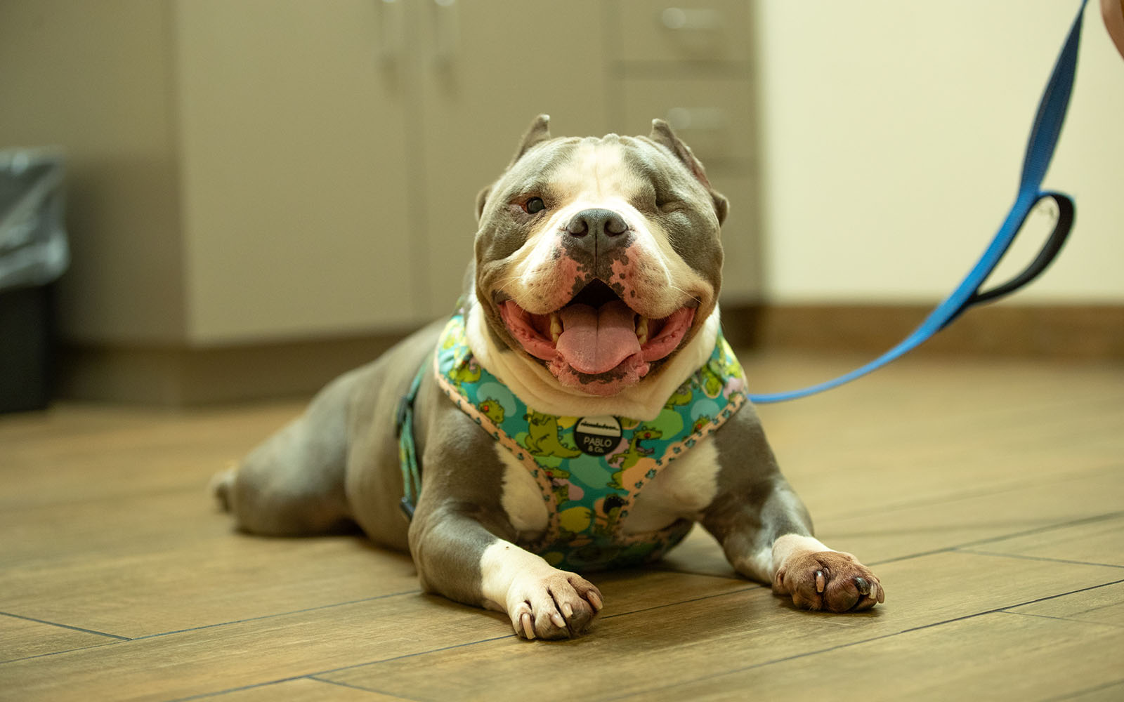 A bull dog lays on the floor of an exam room looking happy and content.