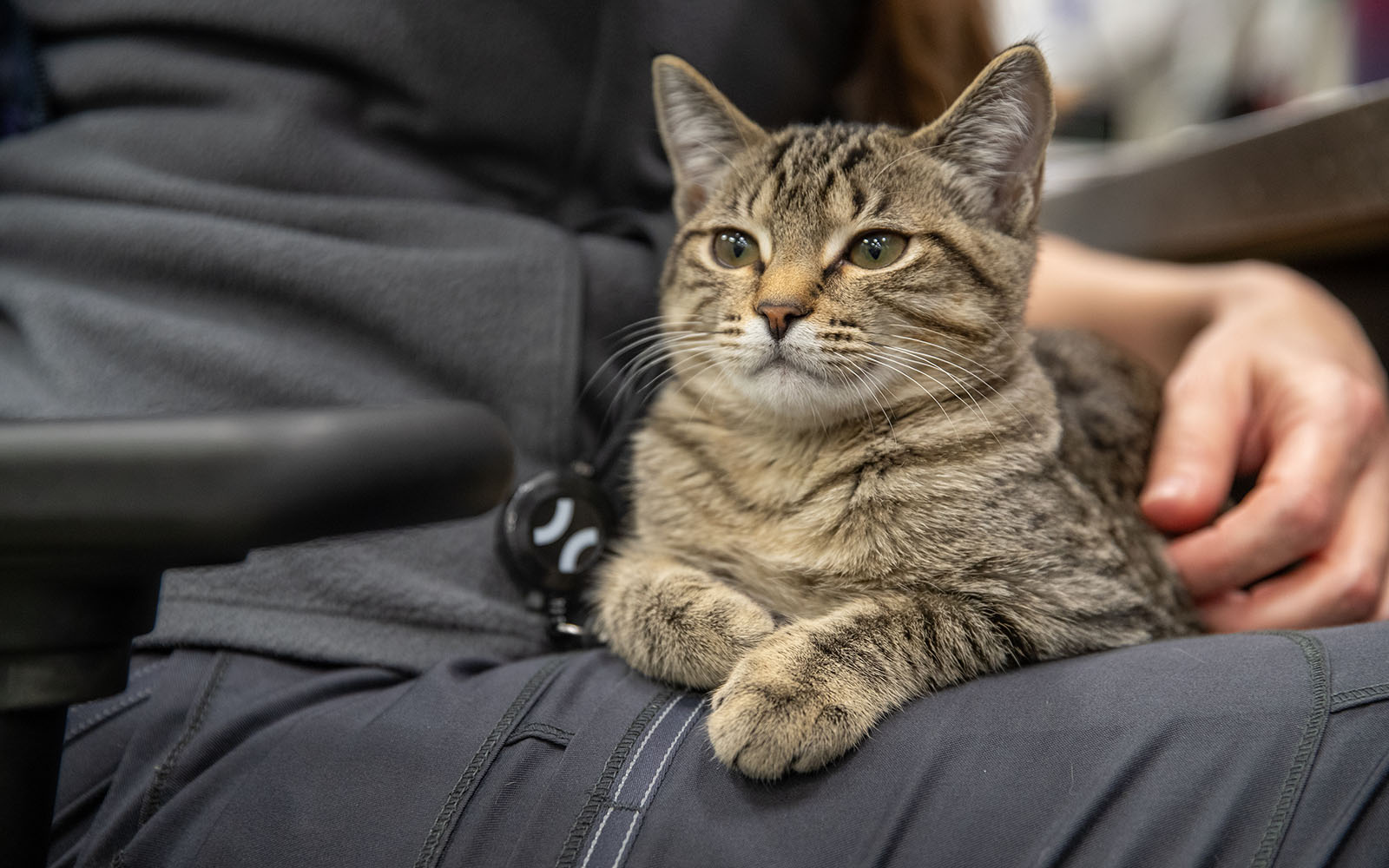A tabby cat sits in the lap of a hospital Associate.