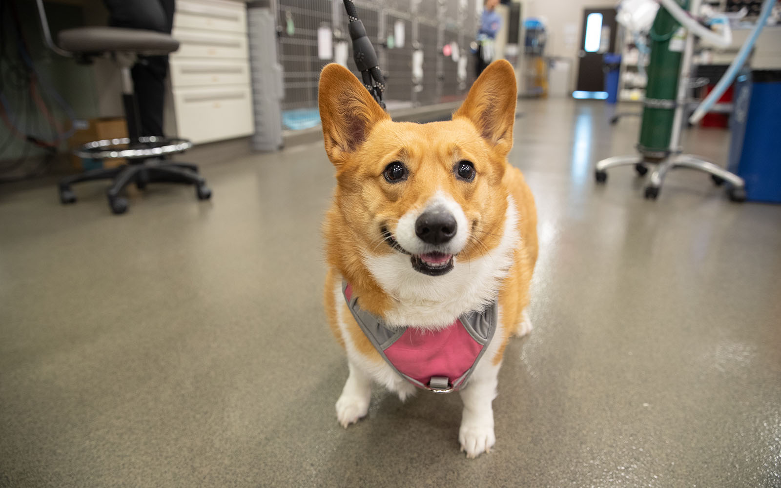A white and tan corgi wearing a harness looks happily at the camera while standing in the treatment area.