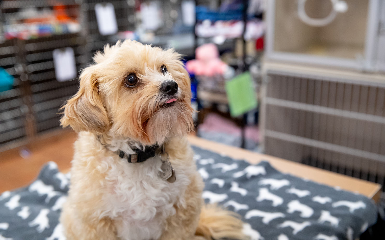 A small white and cream colored dog sits patiently with a tiny part of its tongue poking out.
