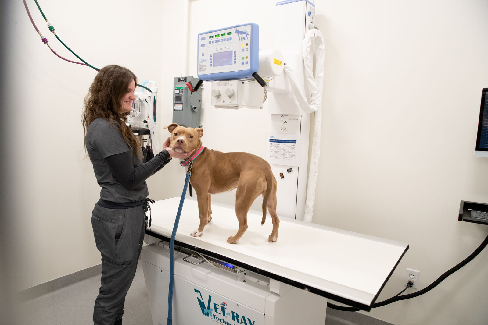 A large tan dog stands on an x-ray table while a BluePearl radiologist helps to hold it still.