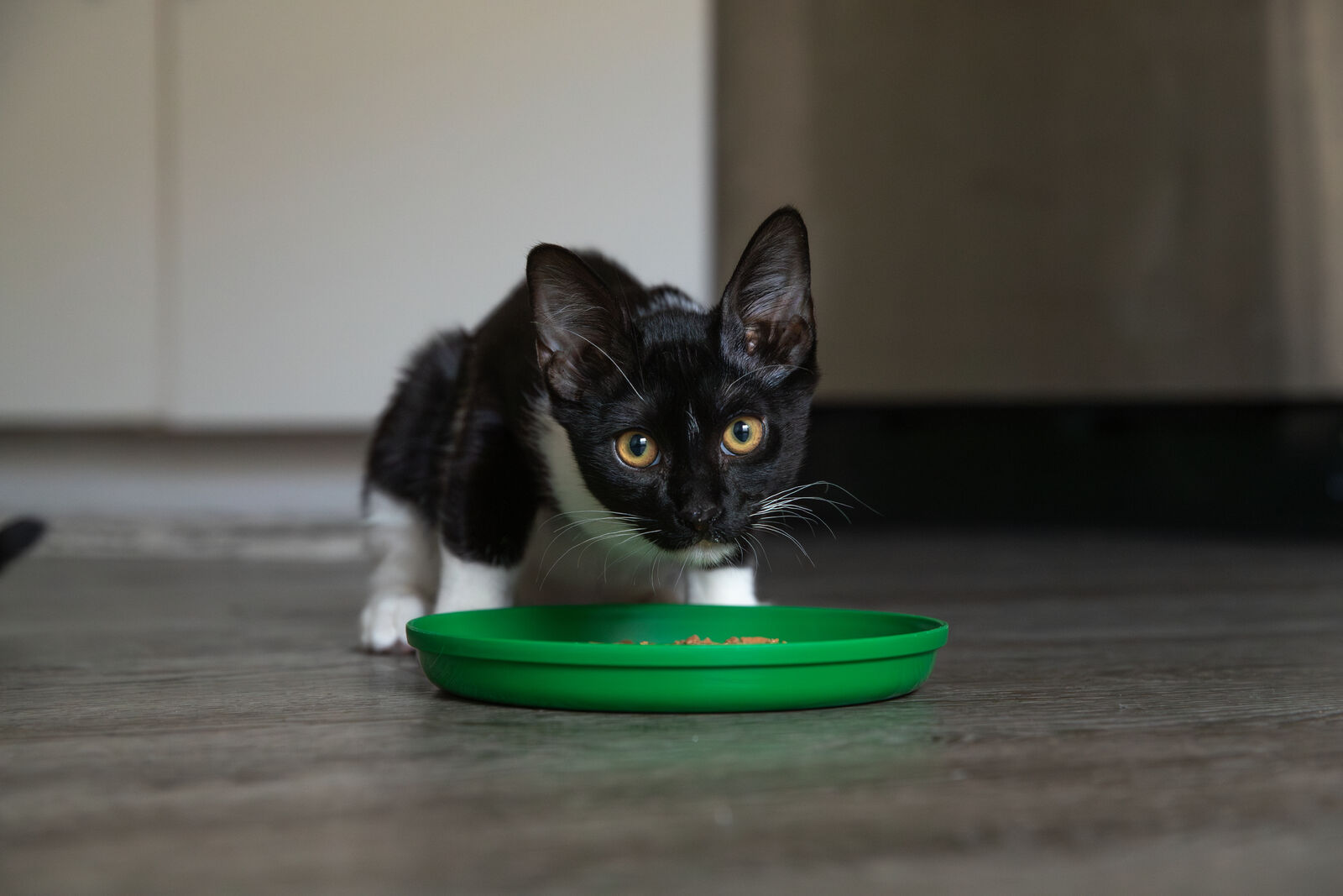 A black and white kitten looks up from its feeding dish.