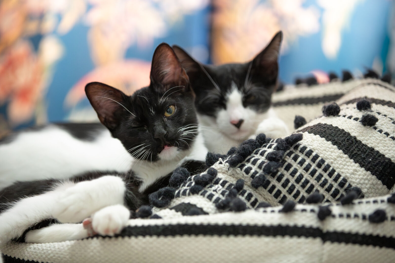 Two balck and white kittens nap in a blanket cuddled next to each other.
