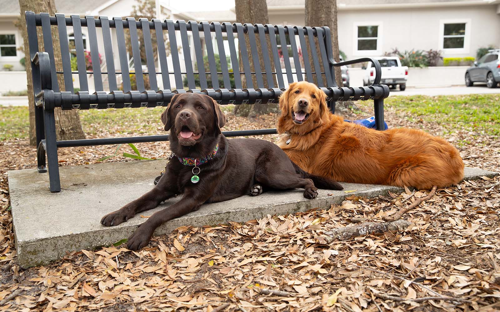 A chocolate lab and a golden retriever lay outside in front of a bench.
