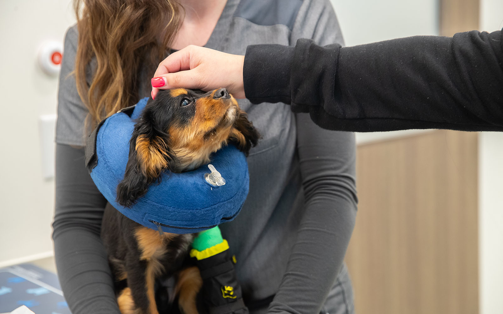 A small black and white dog wears a blue inflatable e-collar while a veterinary Associate pets her gently.