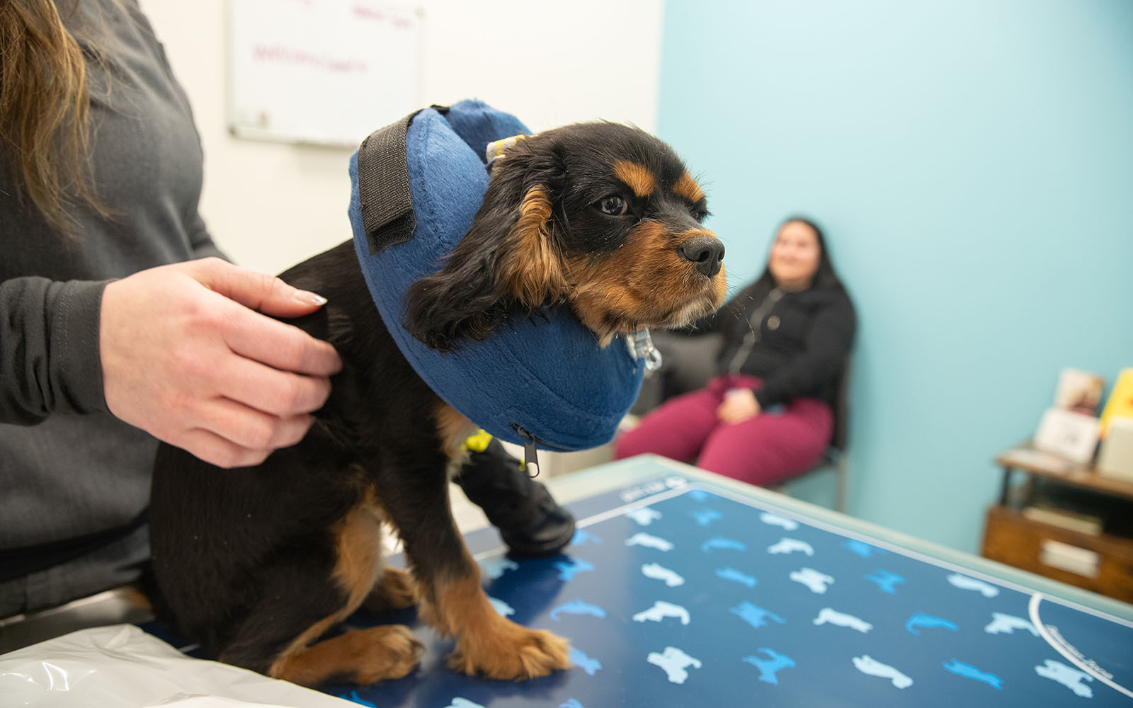 A small black and white dog wears a blue inflatable e-collar while a veterinary Associate holds her gently.