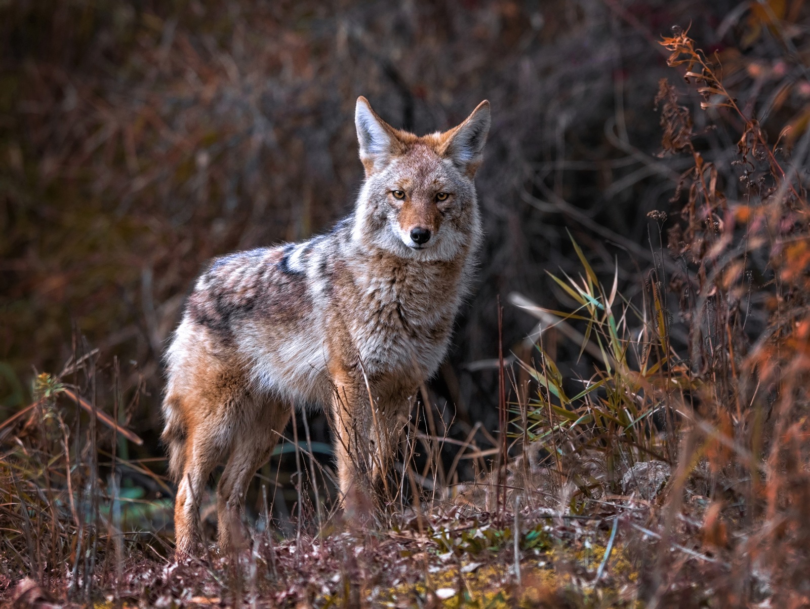 A coyote standing in the grass alongside a trail.