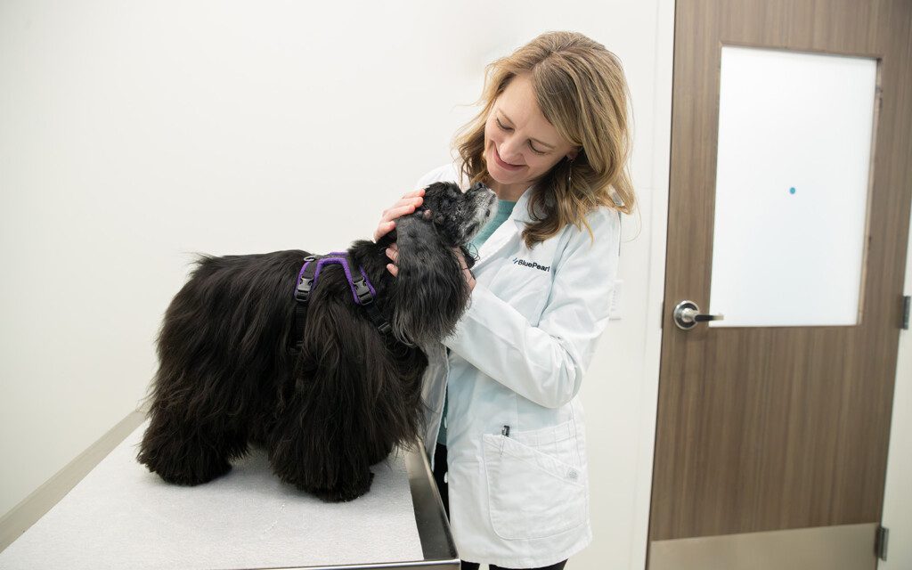A veterinarian in a white lab coat examines a small black dog.