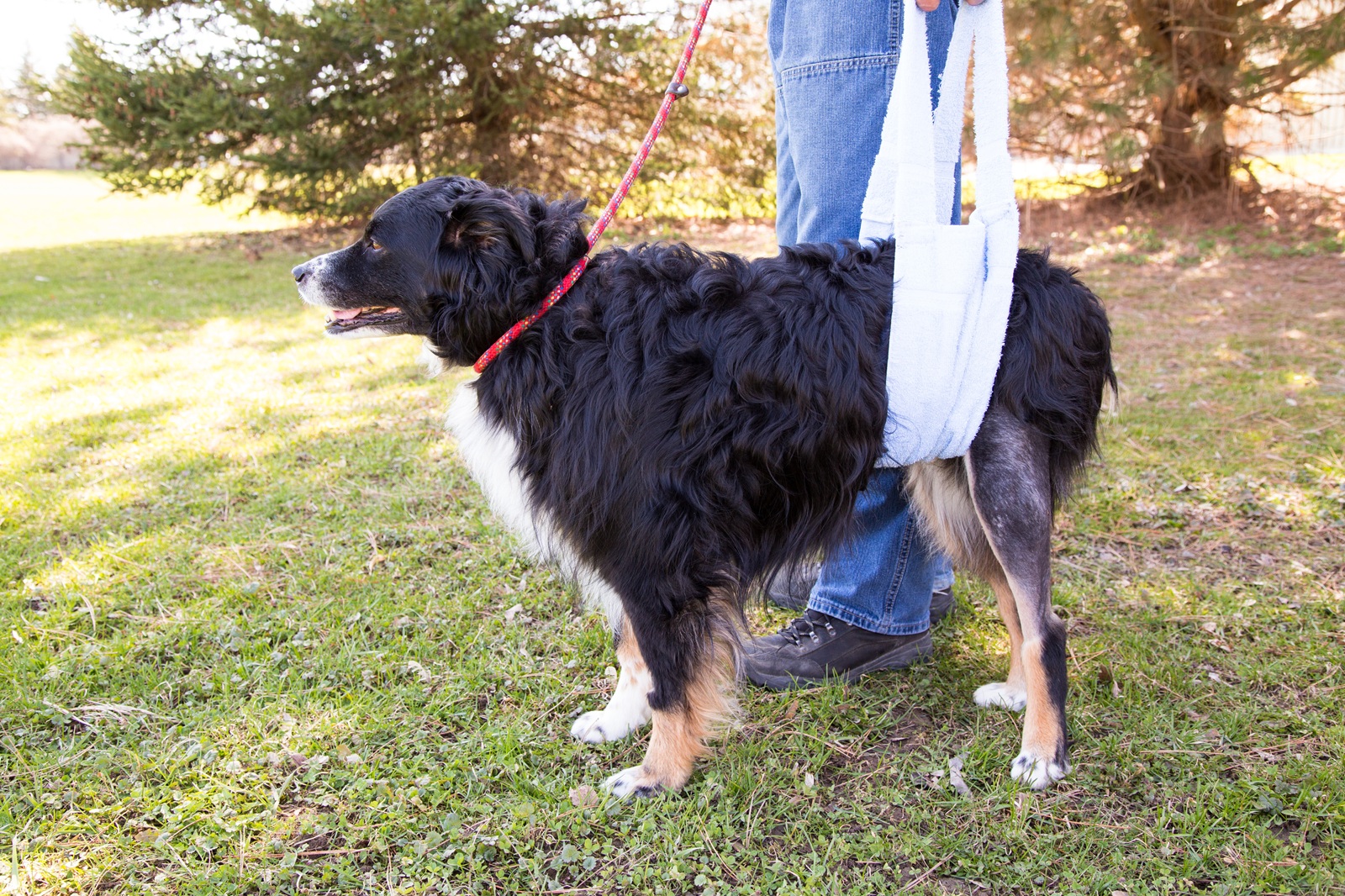 A dog with a bandage around its waist is being helped along for a walk.