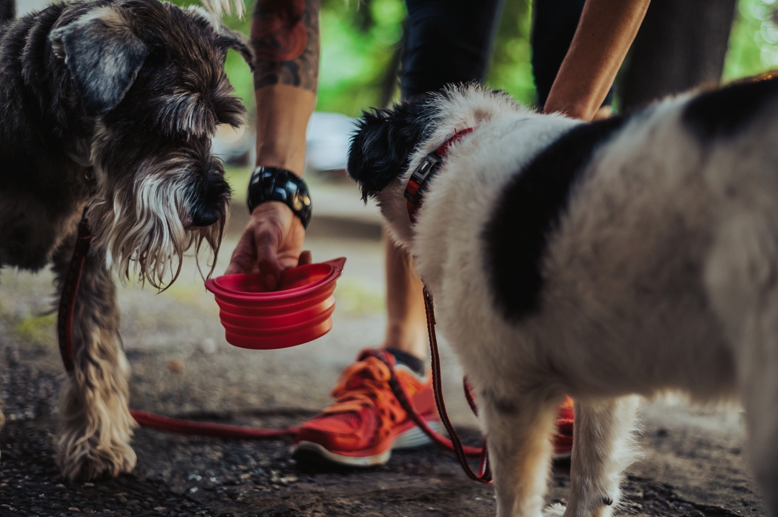 A pet owner sets down a red portable water dish for their dogs to drink from.