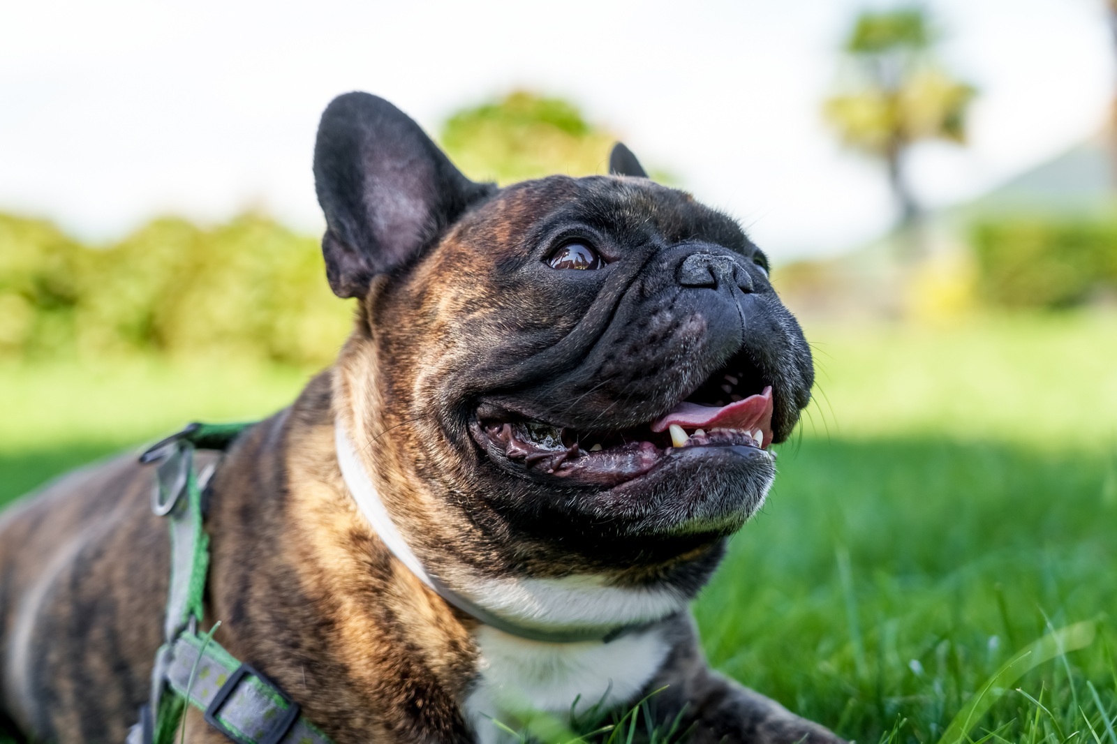 A French bulldog lays happily in the grass on a hot day.