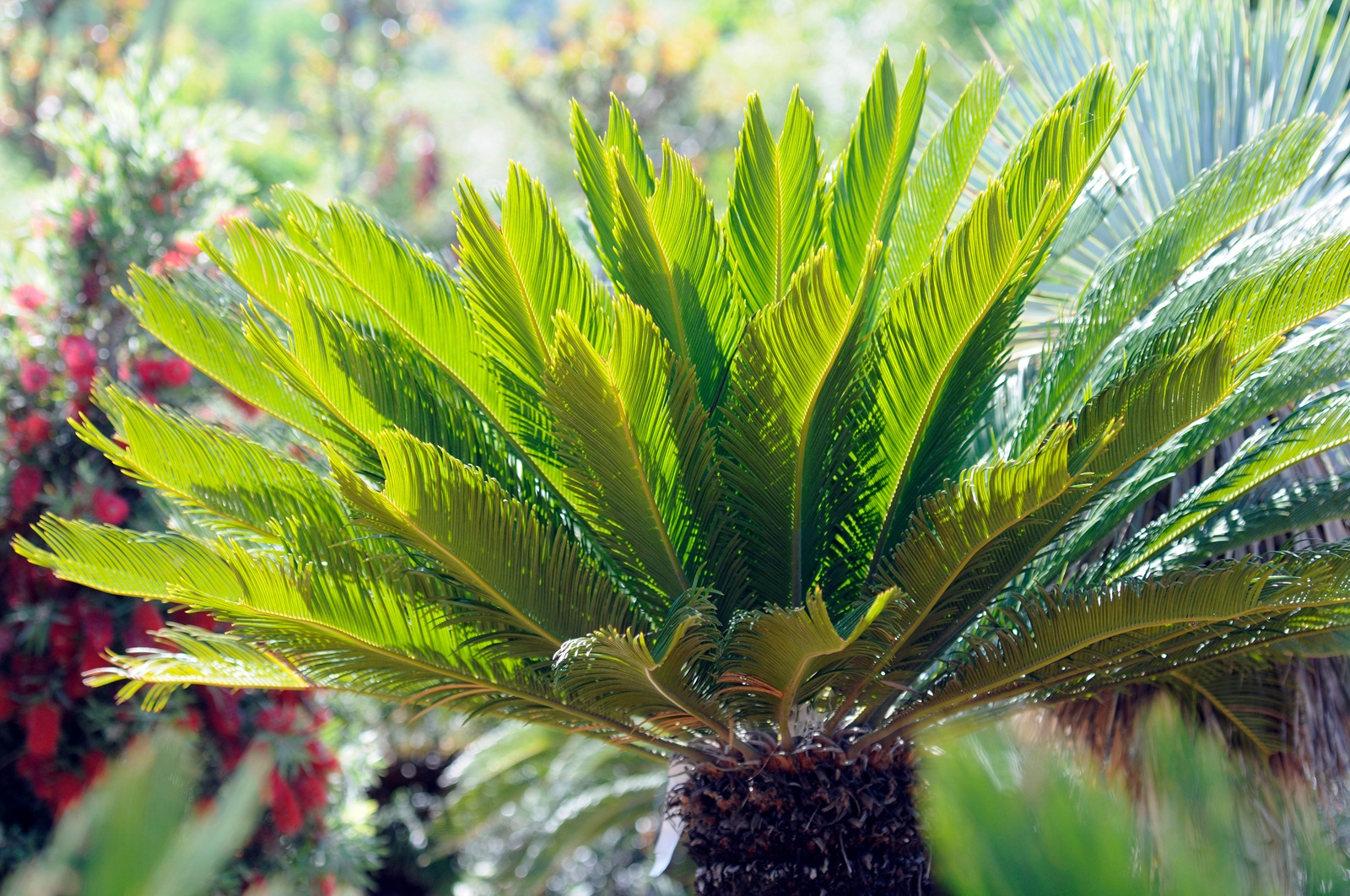 A view of a sago palm, a common plant that is toxic for pets.