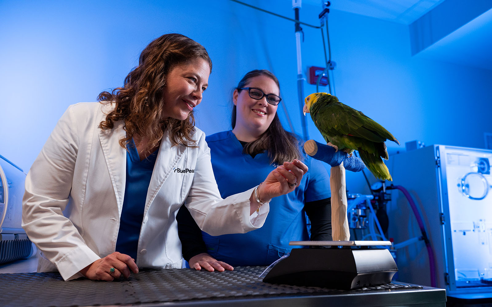 Two veterinarians examine a colorful bird.