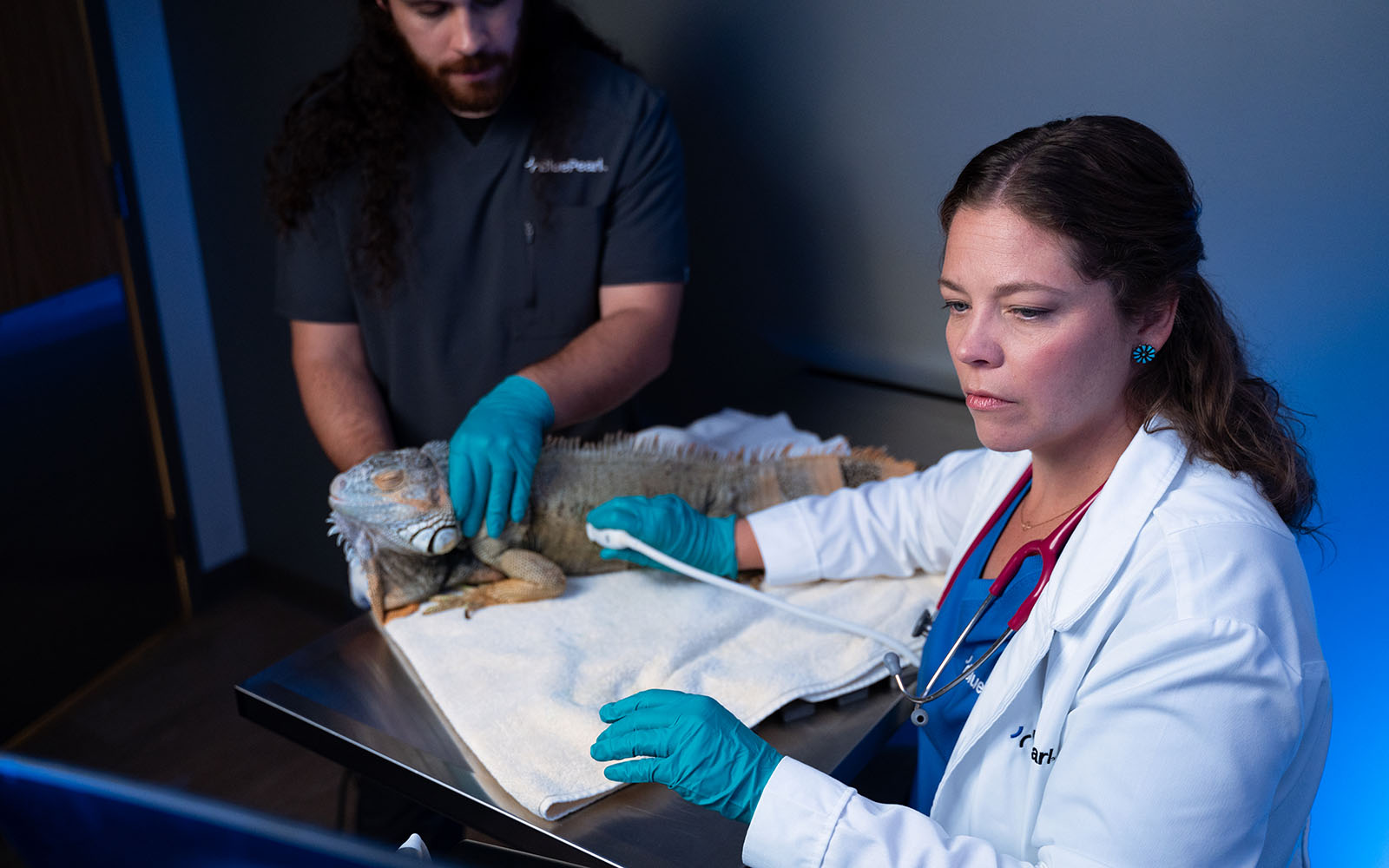 A veterinarian and vet tech perform an ultrasound on a reptile.
