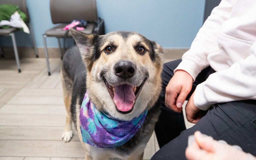 A happy looking German shepherd dog wearing a bandana stands in front of its owner, who is sitting in a chair in a lobby