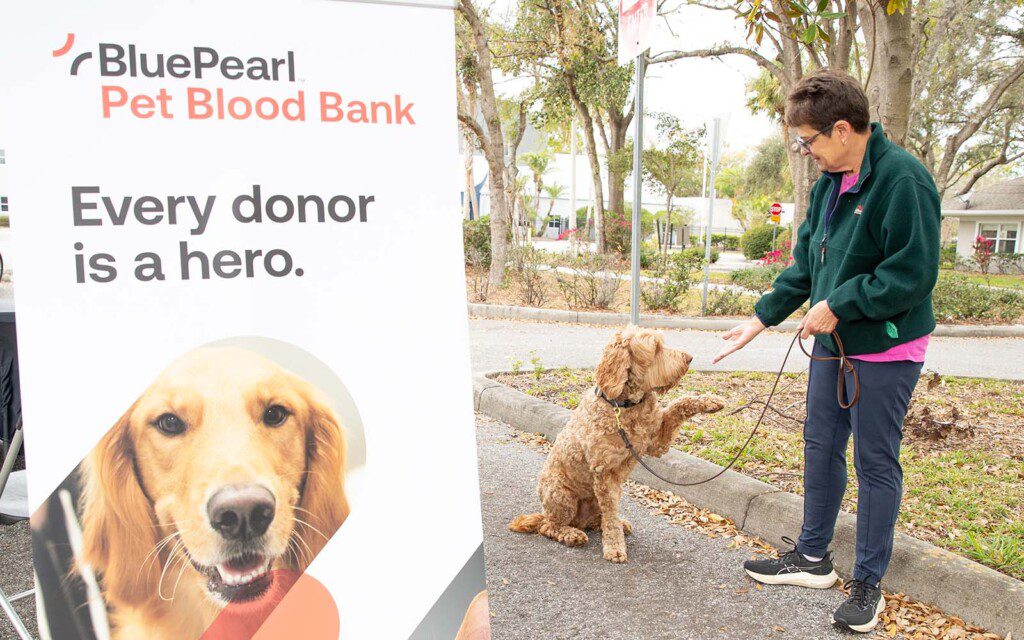 A dog sits and offers its paw to its owner, who is offering her hand in return. In the foreground is a banner that reads "BluePearl Pet Blood Bank. Every donor is a hero."