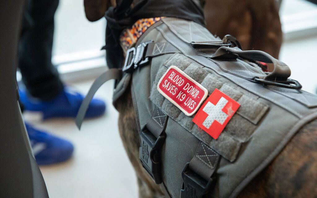 A canine donor wears a harness with patches that read "blood donor - saves K9 lives" and a red cross patch.