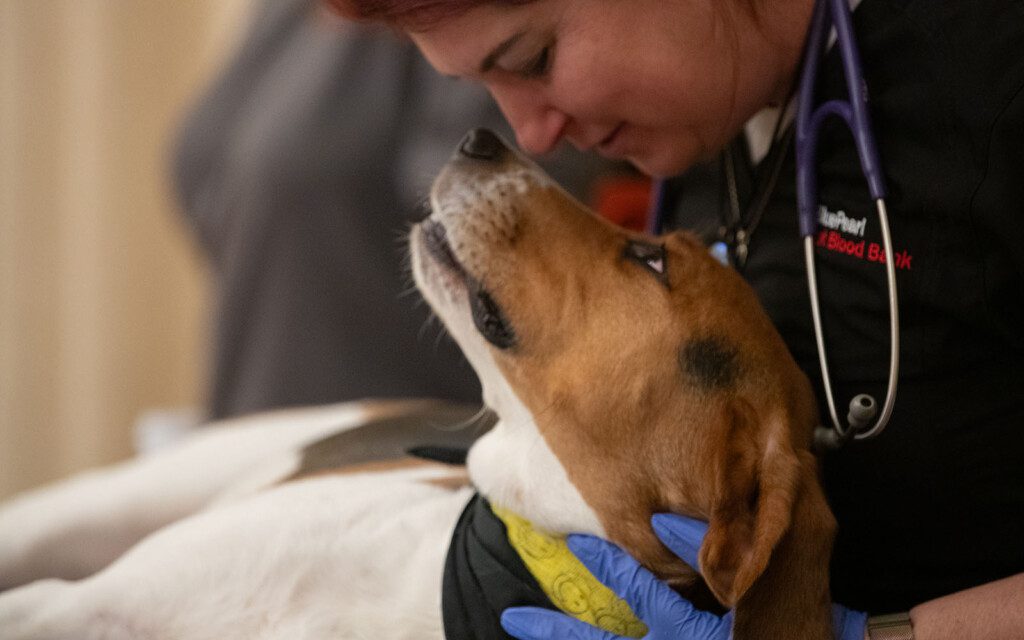 A blood bank technician leans down to touch noses with a dog.