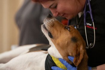 A blood bank technician leans down to touch noses with a dog.