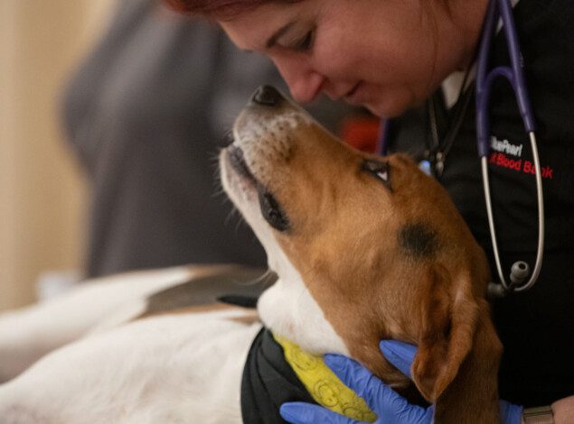 A blood bank technician leans down to touch noses with a dog.