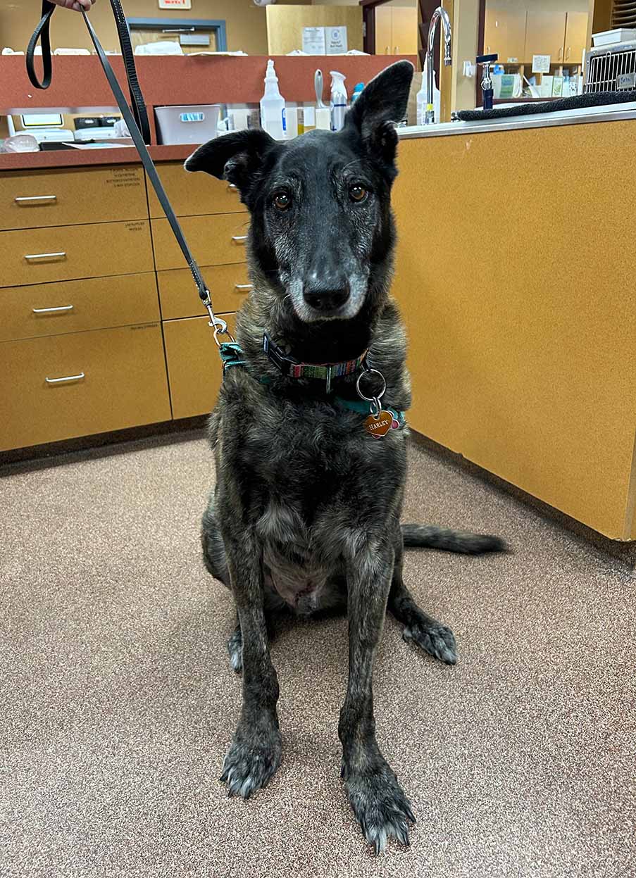 A black and grey German Shepherd dog sits on the hospital floor with his ears perked.