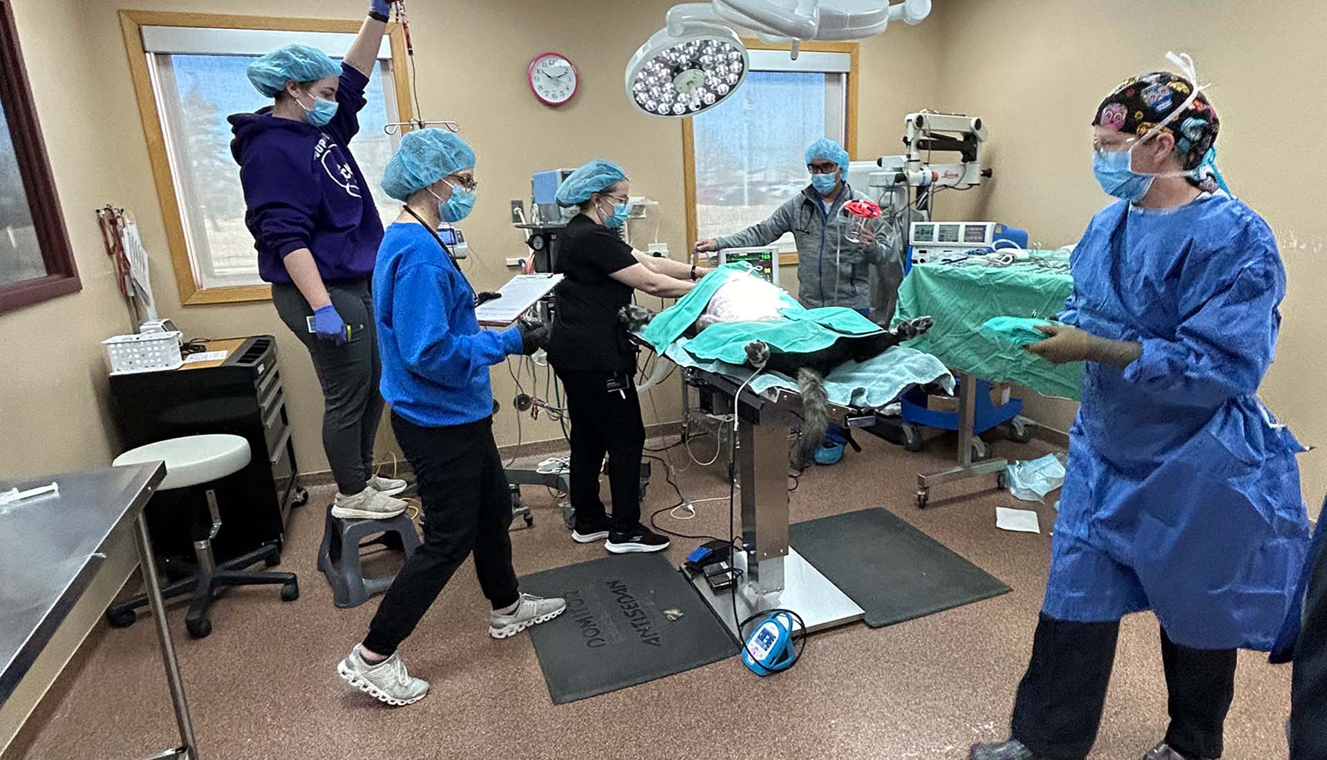 A team of veterinarians and veterinary technicians work together in an operating room as they perform a procedure on a canine patient.