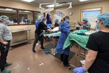 A team of veterinarians and veterinary technicians work together in an operating room as they perform a procedure on a canine patient.