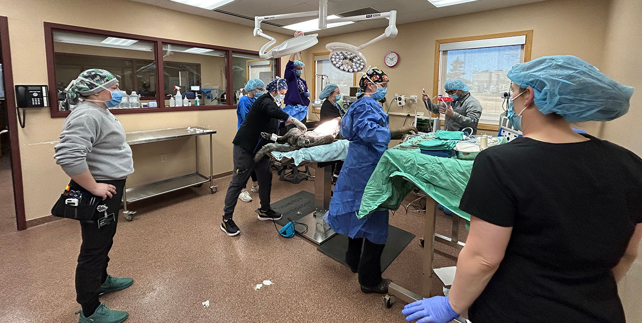 A team of veterinarians and veterinary technicians work together in an operating room as they perform a procedure on a canine patient.