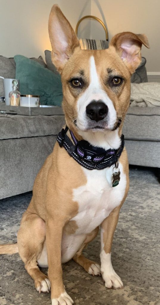 A tan and white dog wearing a collar sits with one ear pointed up and one folded over.