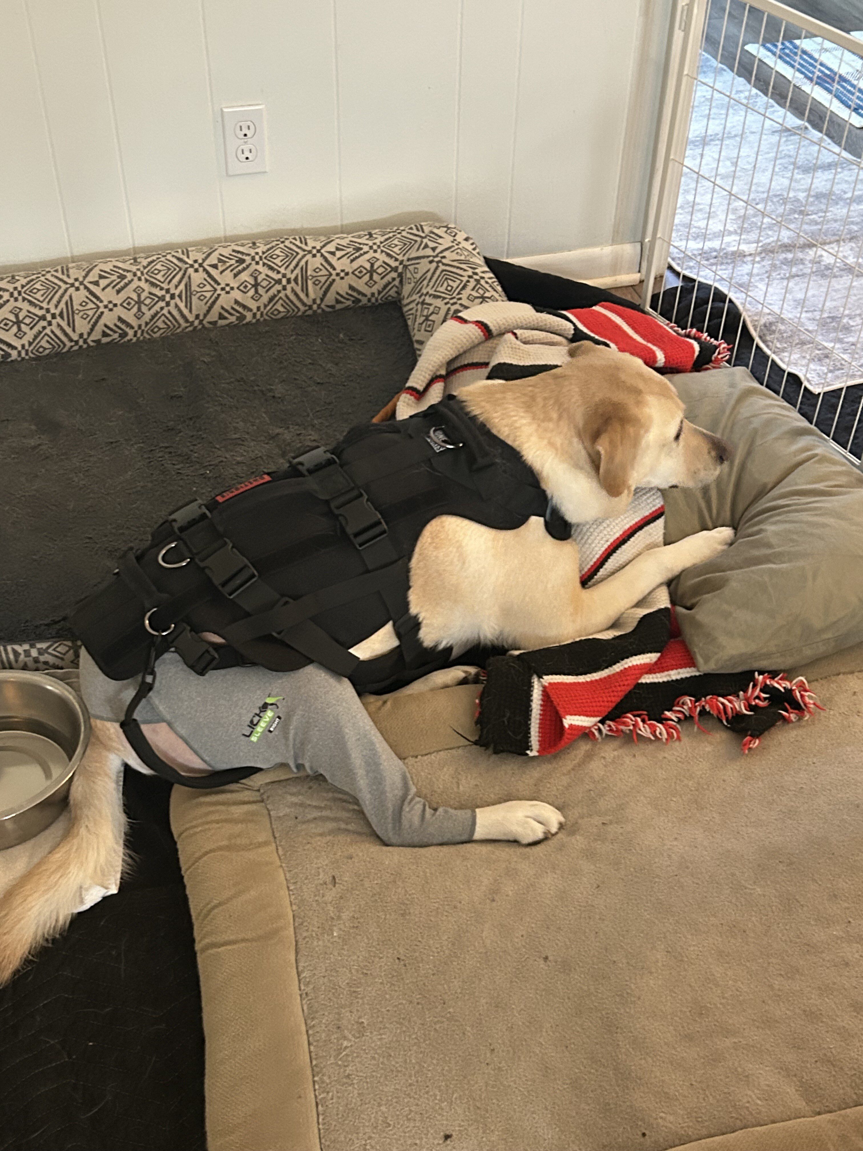 A tan and white dog wearing a harness and a leg wrap rests on a pile of pillows.