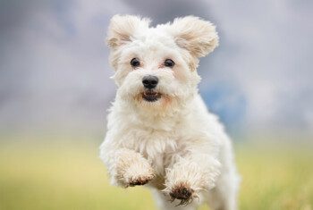 A small white terrier breed dog leaps in the air while running outside in the grass.
