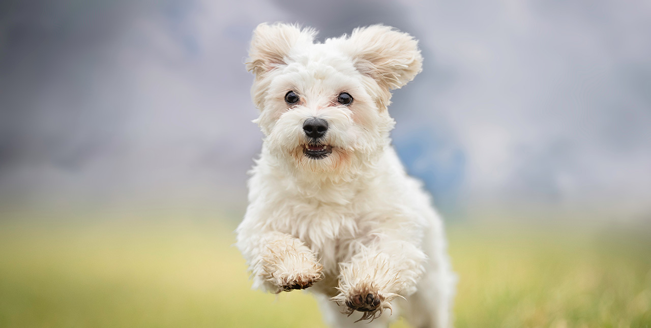 A small white terrier breed dog leaps in the air while running outside in the grass.