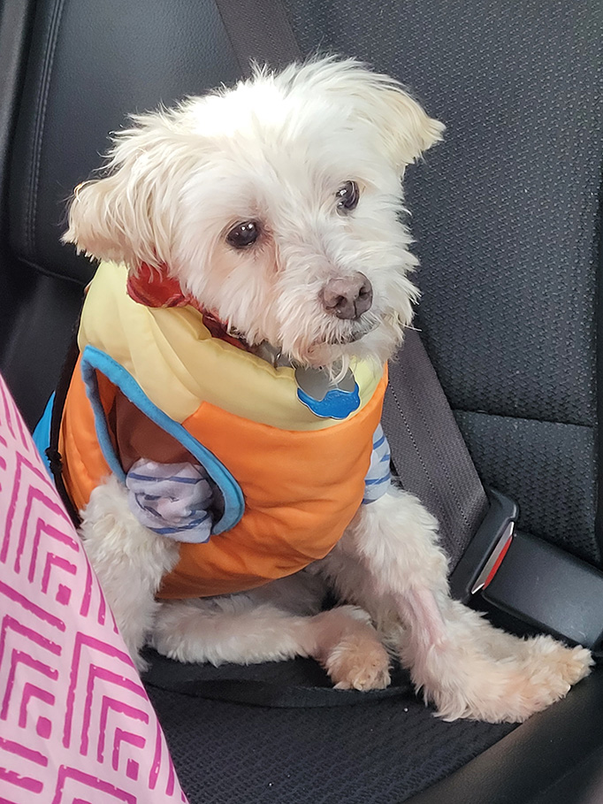 A small white terrier breed dog wears and orange and yellow vest while sitting in the backseat of a car.