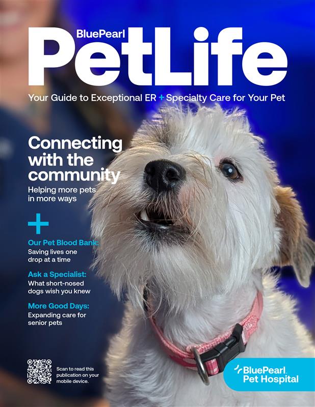 The cover of a magazine has text with a white dog wearing a pink collar.