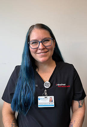 Chelsea Camiolo is a CVT, VTS (SAIM) at BluePearl Pet Hospital Paramus and runs the hospital's blood bank program.
