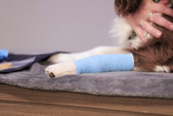 A close up shot of a dog's leg wrapped in a light blue bandage, resting on a towel.