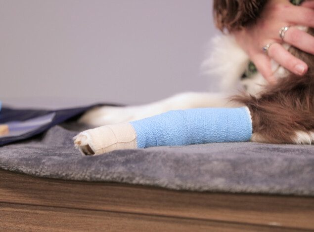 A close up shot of a dog's leg wrapped in a light blue bandage, resting on a towel.