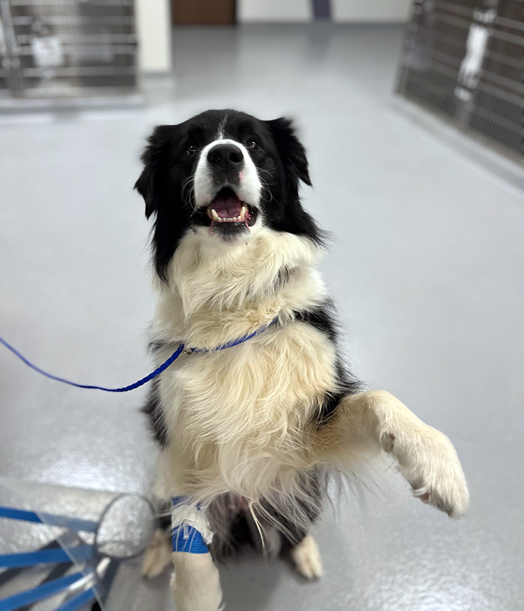 A black and white Border Collie dog sits on the hospital floor with one paw up, excitedly.